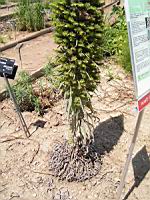 Echium Wildpretti (fam Boraginacees) (Canaries) (03) (Photo F. Mrugala)